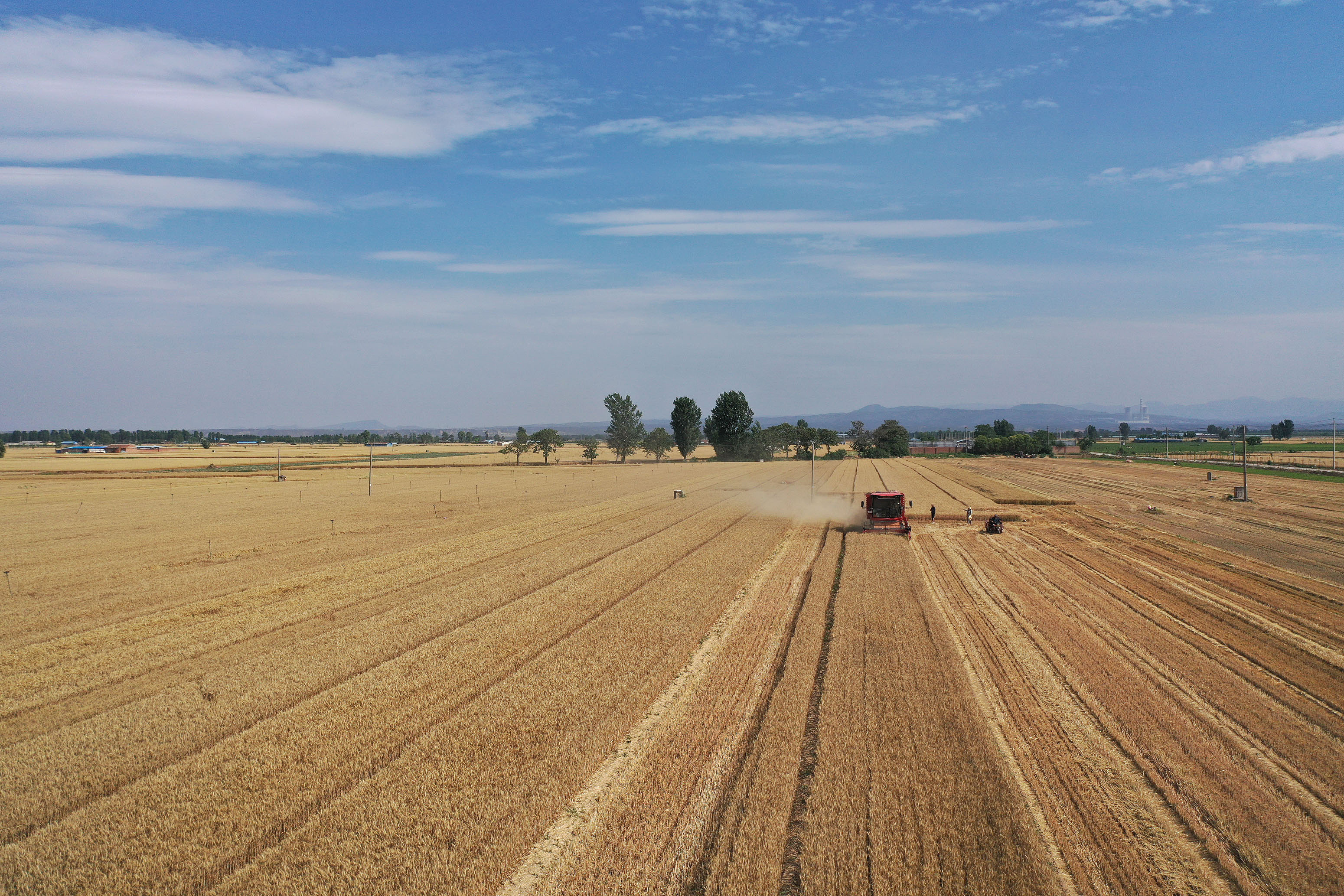 2025年6月3日，河南焦作，溫縣黃河街道灘王莊村農(nóng)民駕駛收割機(jī)收獲小麥。