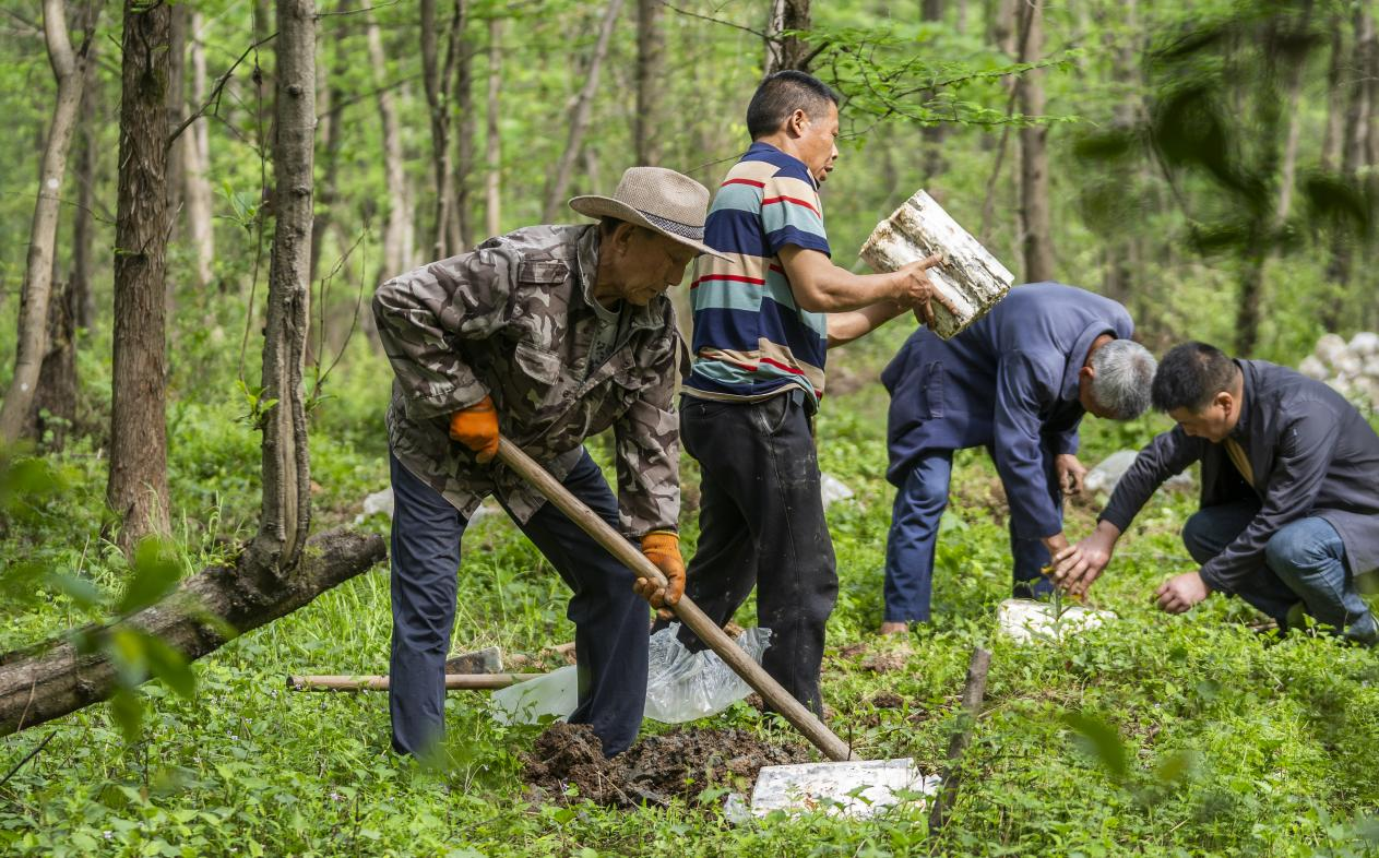 2025年4月16日，江西新余，仙女湖區(qū)河下鎮(zhèn)花園村林場，人們正在搬運(yùn)、栽植靈芝菌棒。